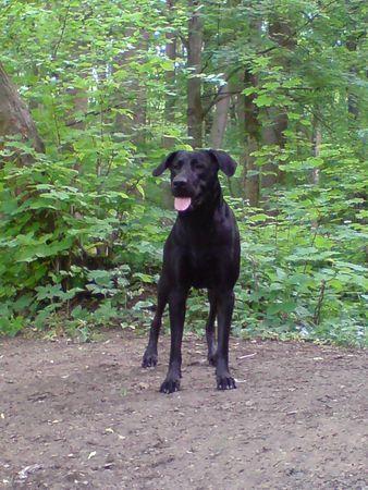 Ca de Bestiar Hunde Foto 41159 in höherer Auflösung ansehen Ca de Bestiar Z-Trenc de Ca`Nyegos (7 Monate)