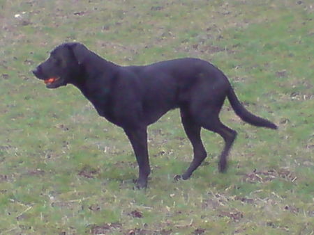 Ca de Bestiar Hunde Foto 41164 in höherer Auflösung ansehen Ca de Bestiar Z-Trenc de Ca`Nyegos (Jan 08 )