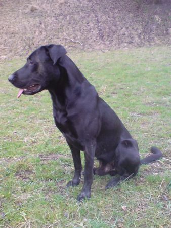 Ca de Bestiar Hunde Foto 41162 in höherer Auflösung ansehen Ca de Bestiar Z-Trenc de Ca`Nyegos (Jan 08 )