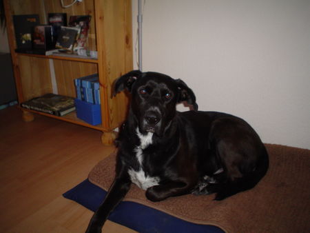 Ca de Bestiar Hunde Foto 31419 in höherer Auflösung ansehen Ca de Bestiar Unser weltbester Wauz LUCKY!!!