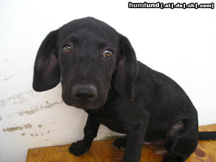 Ca de Bestiar Hunde Foto 24537 in höherer Auflösung ansehen Ca de Bestiar Loui als Welpe, noch in Spanien