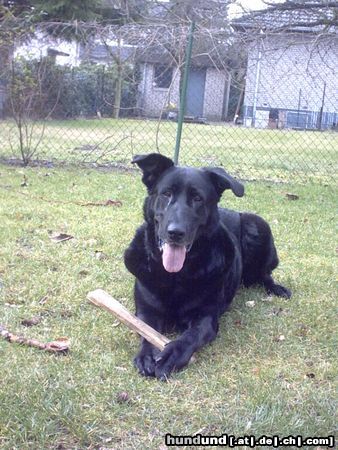 Ca de Bestiar Hunde Foto 12877 Ca de Bestiar Nelly endlich glücklich