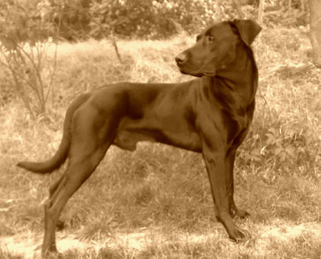 Ca de Bestiar Hunde Foto 42336 in höherer Auflösung ansehen Ca de Bestiar Z-Trenc de Ca`Nyegos (Juni 08)