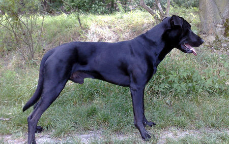 Ca de Bestiar Hunde Foto 42339 in höherer Auflösung ansehen Ca de Bestiar Z-Trenc de Ca`Nyegos (Juni 08)