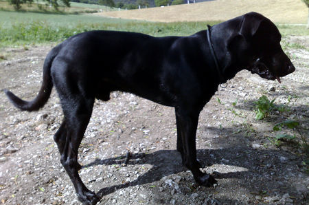 Ca de Bestiar Hunde Foto 42462 in höherer Auflösung ansehen Ca de Bestiar