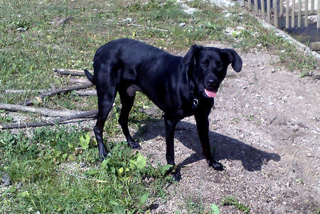 Ca de Bestiar Hunde Foto 42463 in höherer Auflösung ansehen Ca de Bestiar