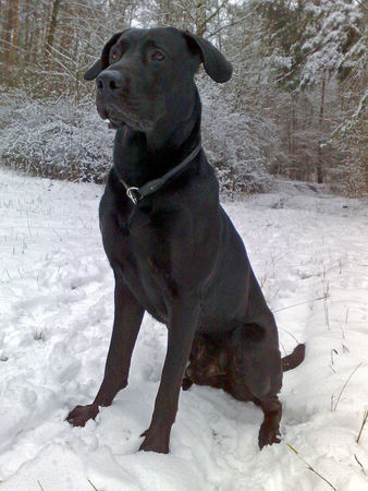 Ca de Bestiar Hunde Foto 43895 in höherer Auflösung ansehen Ca de Bestiar Z-Trenc de Ca`n Nyegos