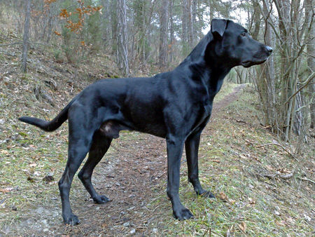 Ca de Bestiar Hunde Foto 43896 in höherer Auflösung ansehen Ca de Bestiar Z-Trenc de Ca`n Nyegos