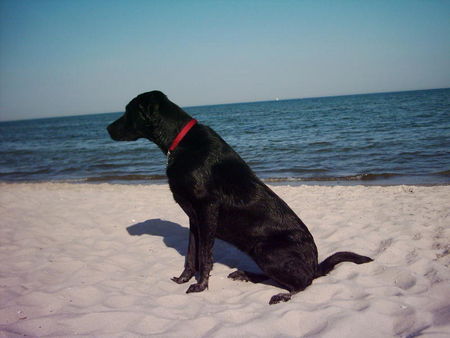 Ca de Bestiar Hunde Foto 35710 Ca de Bestiar Roxy a.d. Ostsee