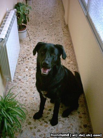 Ca de Bestiar Hunde Foto 4289 Ca de Bestiar este es KAYSHER es cacereño(español)
