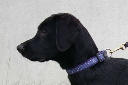 Ca de Bestiar Hunde Foto 40210 in höherer Auflösung ansehen Ca de Bestiar Anico-Unái de l`Atzucac (15 Wochen)
