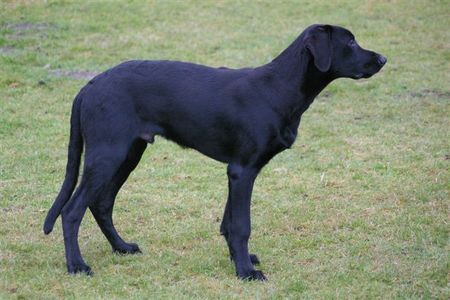 Ca de Bestiar Hunde Foto 40723 in höherer Auflösung ansehen Ca de Bestiar Anico-Unái de l`Atzucac (5 Monate)