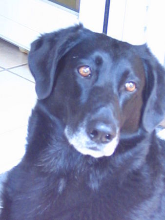 Ca de Bestiar Hunde Foto 41216 in höherer Auflösung ansehen Ca de Bestiar Gitano -in memoriam - der wunderbarste Hund,den ich je hatte
