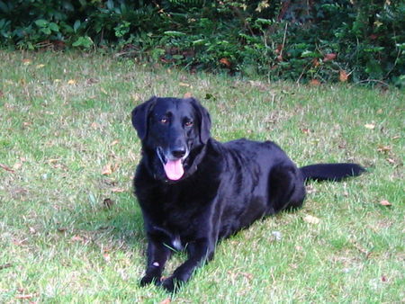 Ca de Bestiar Hunde Foto 41217 in höherer Auflösung ansehen Ca de Bestiar Gitano - ich vermisse ihn so
