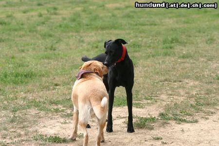 Ca de Bestiar Hunde Foto 23712 in höherer Auflösung ansehen Ca de Bestiar Hallo Kleine