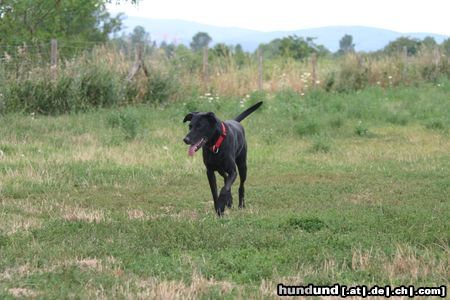 Ca de Bestiar Hunde Foto 23713 in höherer Auflösung ansehen Ca de Bestiar Komm ja schon ...