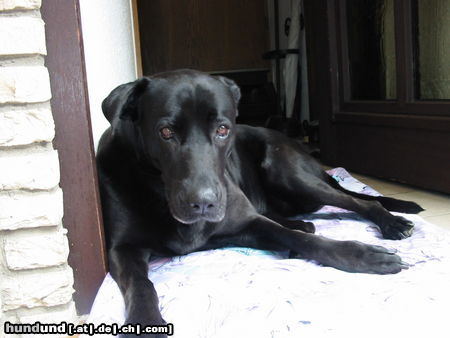 Ca de Bestiar Hunde Foto 24527 in höherer Auflösung ansehen Ca de Bestiar r