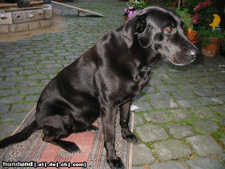 Ca de Bestiar Hunde Foto 24528 in höherer Auflösung ansehen Ca de Bestiar Gida 10 Jahre alt