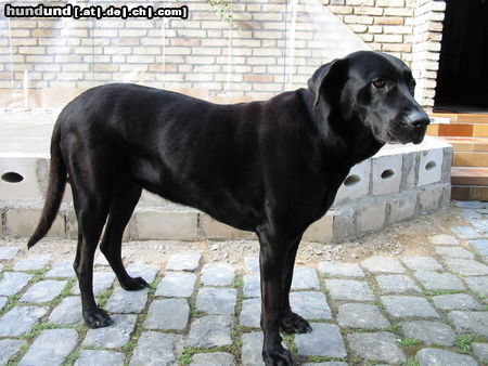 Ca de Bestiar Hunde Foto 24529 in höherer Auflösung ansehen Ca de Bestiar unser Ca-Weibchen