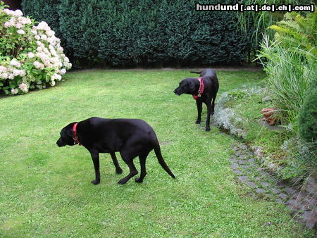 Ca de Bestiar Hunde Foto 24526 in höherer Auflösung ansehen Ca de Bestiar Gida mit Tochter