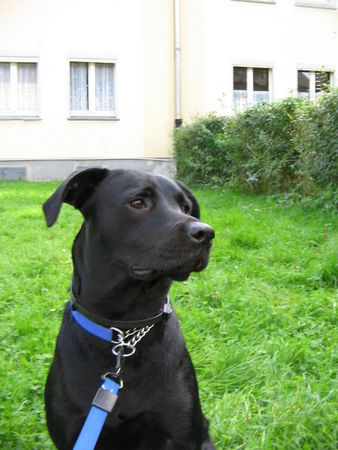 Ca de Bestiar Hunde Foto 31247 in höherer Auflösung ansehen Ca de Bestiar Das ist mein größter Schatz KIRA