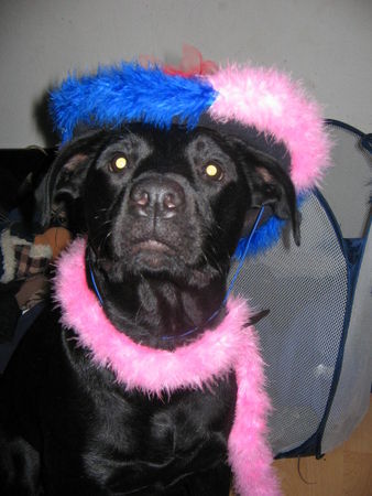 Ca de Bestiar Hunde Foto 31248 in höherer Auflösung ansehen Ca de Bestiar Bei uns in Köln feiert jeder Karneval selbst unsere Kira