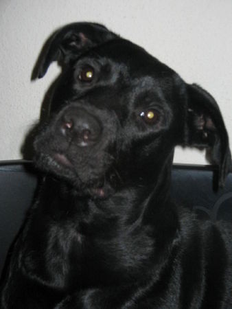 Ca de Bestiar Hunde Foto 31339 in höherer Auflösung ansehen Ca de Bestiar Unsere kira