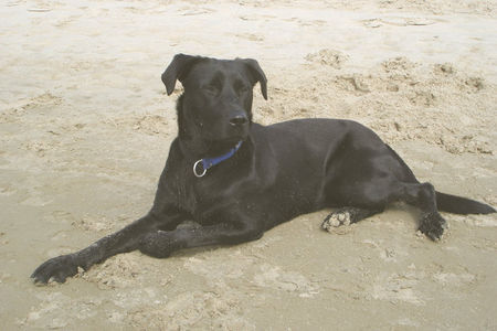 Ca de Bestiar Hunde Foto 41228 in höherer Auflösung ansehen Ca de Bestiar Lolle aus Malle