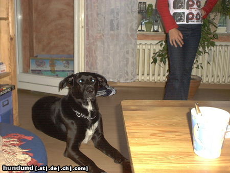 Ca de Bestiar Hunde Foto 24377 Ca de Bestiar Mein Dicker Lucky