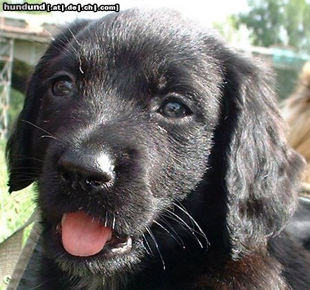 Ca de Bestiar Hunde Foto 5771 Ca de Bestiar May, 6 Wochen alt