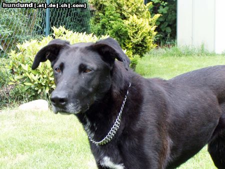 Ca de Bestiar Hunde Foto 13210 Ca de Bestiar Negrita, 4-jährige Hündin
