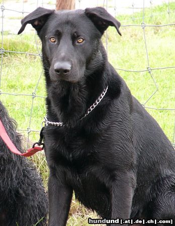 Ca de Bestiar Hunde Foto 22855 in höherer Auflösung ansehen Ca de Bestiar