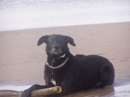 Ca de Bestiar Hunde Foto 30056 in höherer Auflösung ansehen Ca de Bestiar Negrita in ihrer Heimat, am Meer