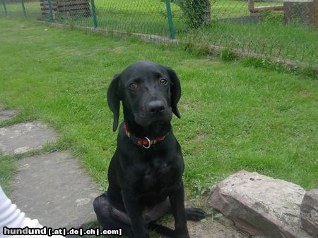 Ca de Bestiar Hunde Foto 24536 in höherer Auflösung ansehen Ca de Bestiar Loui 4 Monate alt