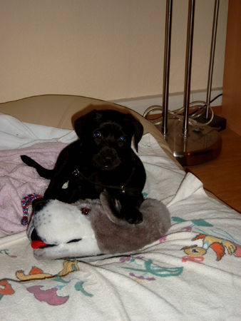 Ca de Bestiar Hunde Foto 41157 in höherer Auflösung ansehen Ca de Bestiar Z-Trenc de Ca`Nyegos