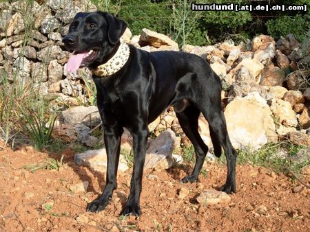 Ca de Bestiar Anico-Unai de l'Atzucac, 21 Monate