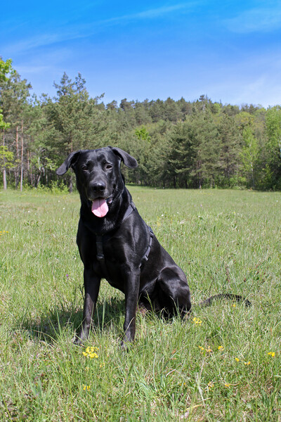 Ca de Bestiar Hunde Foto 47789 Ca de Bestiar Diego, Z-Trenc de Ca‘Neygros