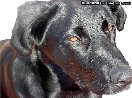 Ca de Bestiar Hunde Foto 4288 Ca de Bestiar este es KAYSHER es cacereño(español)