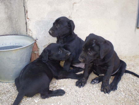 Ca de Bestiar Hunde Foto 40211 Ca de Bestiar 3 Welpen des A-Wurfes de l`Atzucac (4 Wochen)