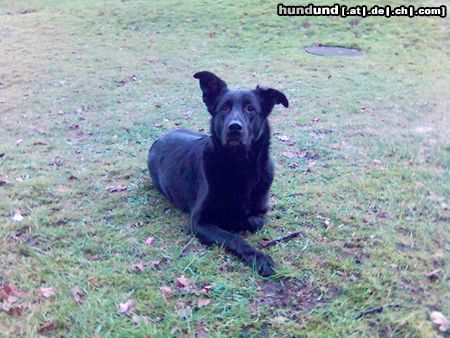 Ca de Bestiar Hunde Foto 17582 Ca de Bestiar 5 Jahre alt