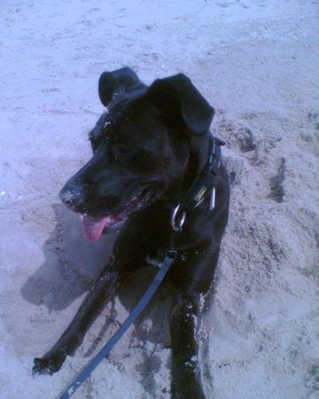Ca de Bestiar Hunde Foto 27129 in höherer Auflösung ansehen Ca de Bestiar Und noch mal die Kessi am Strand ,einfach ne Liebe!