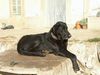 Ca de Bestiar Foto: Ca auf Mallorca (ID 32867) Ca de Bestiar Hund
