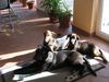 Ca de Bestiar Foto: Angeles mit Ihren Mitbewohnern Camara und Daysy (ID 22835) Ca de Bestiar Hund