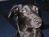 Ca de Bestiar Foto: Angeles 1 Jahr (ID 22526) Ca de Bestiar Hund
