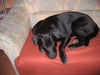 Ca de Bestiar Foto: Angeles zwei jahre (ID 31983) Ca de Bestiar Hund