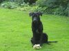 Ca de Bestiar Foto: Das ist unsere Angeles 1 Jahr alt und ein Pastor Malloquin (ID 22525) Ca de Bestiar Hund