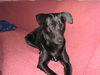 Ca de Bestiar Foto: ANGELES (ID 24335) Ca de Bestiar Hund