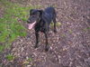 Ca de Bestiar Foto: Roxy, Ca de Bestiar 2 Jahre (ID 35708) Ca de Bestiar Hund