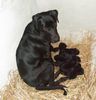 Ca de Bestiar Foto: Ca auf Mallorca mit Welpen (ID 32870) Ca de Bestiar Hund