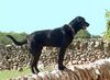Ca de Bestiar Foto: Ca auf Mallorca (ID 32871) Ca de Bestiar Hund
